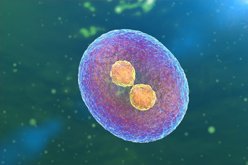 What are Stem Cells?